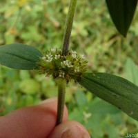Mitracarpus hirtus (L.) DC.